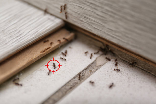  New Roads, LA Pest Control Pros