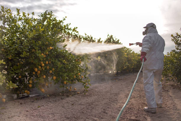 Best Termite Control Services  in New Roads, LA