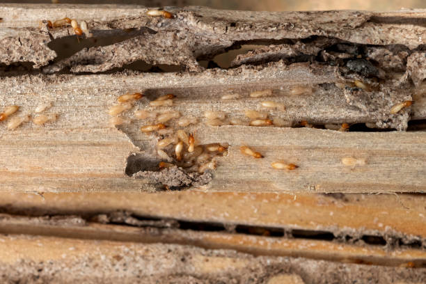 Best Exterminator Services  in New Roads, LA