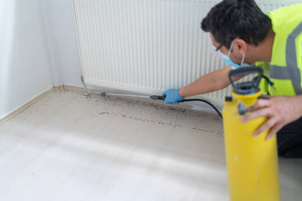 Best Termite Control Services  in New Roads, LA